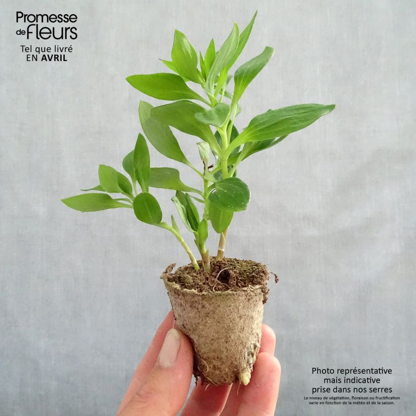 Alstroemeria Inticancha Bryce Root ball 4cm x 4.5cm sample as delivered in spring