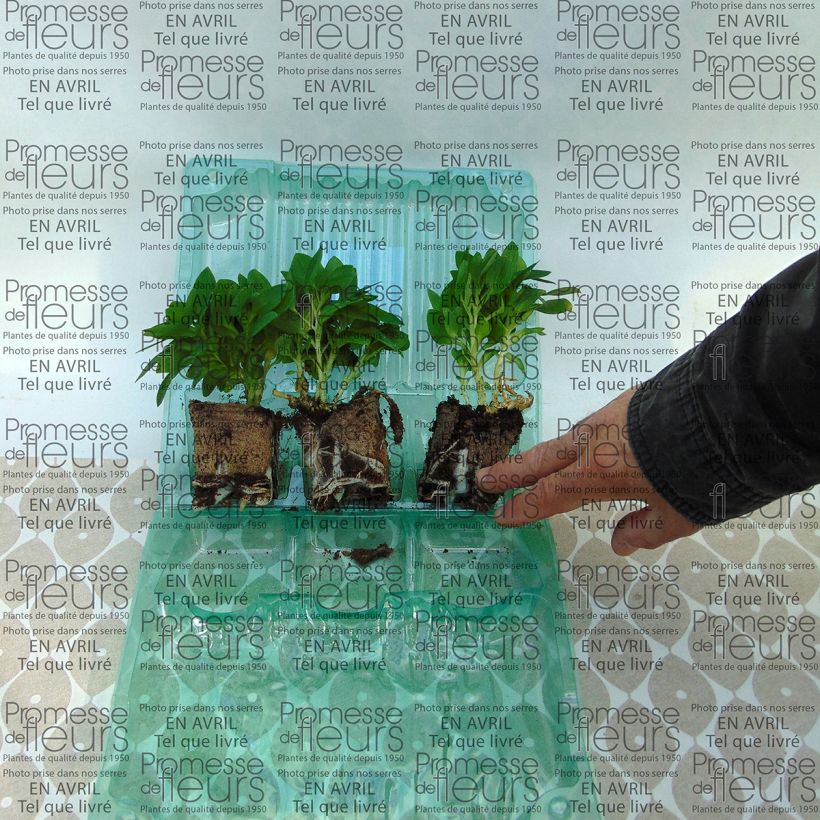 Example of Alstroemeria Inticancha Cabana - Peruvian Lily Root ball 4cm x 4.5cm specimen as delivered