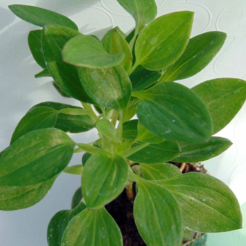 Alstroemeria Inticancha Dark Purple - Peruvian Lily (Foliage)