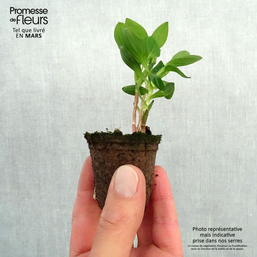 Alstroemeria Inticancha Dark Purple - Peruvian Lily Root ball 4cm x 4.5cm sample as delivered in spring