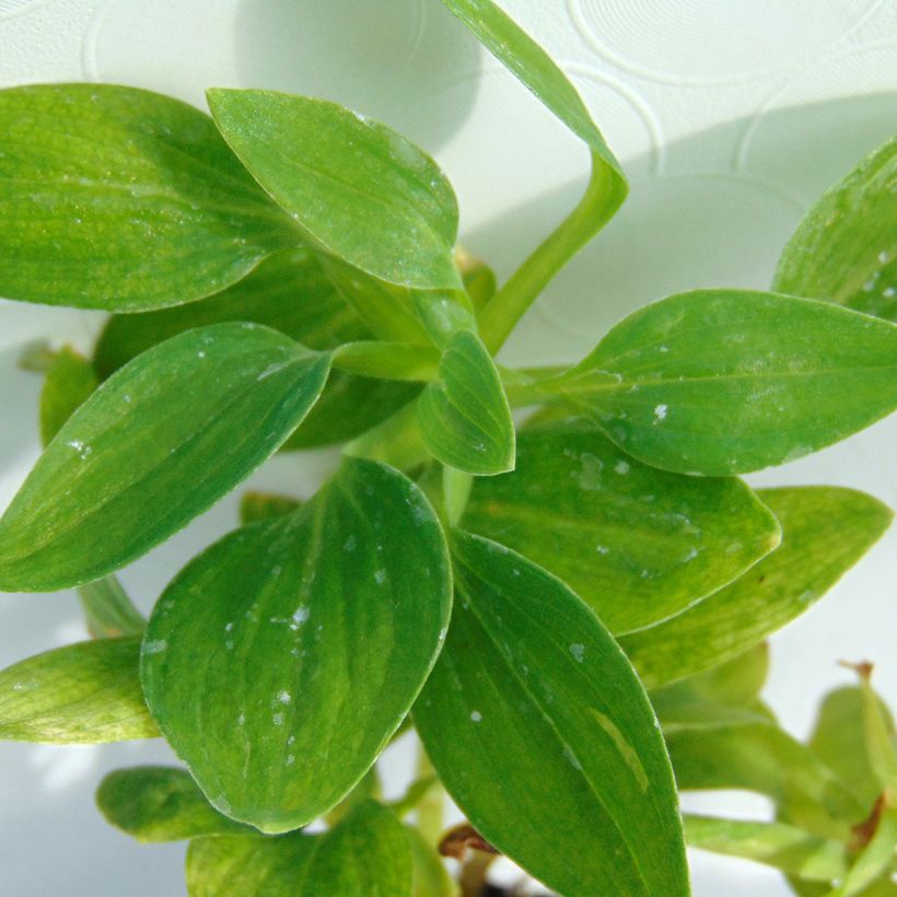 Alstroemeria Inticancha Magic White - Peruvian Lily (Foliage)