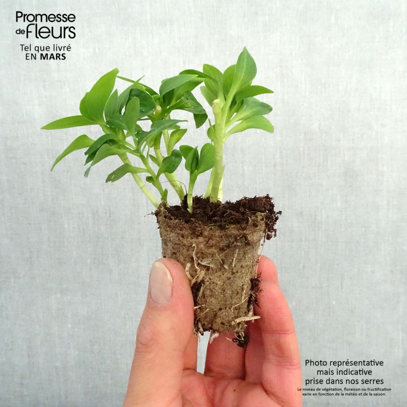 Alstroemeria Inticancha Magic White - Peruvian Lily Root ball 4cm x 4.5cm sample as delivered in spring