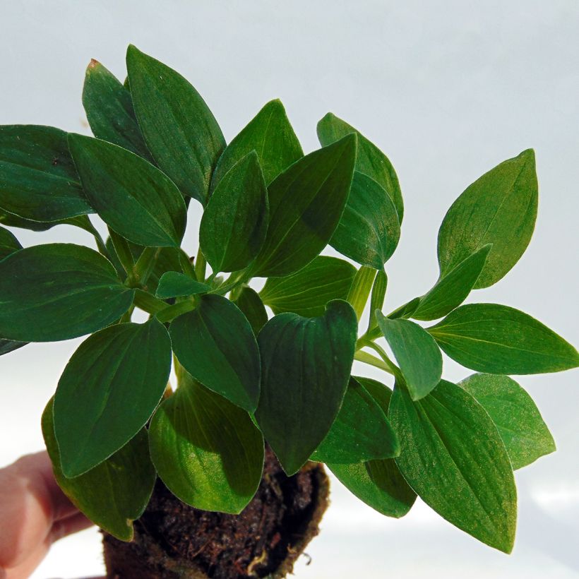 Alstroemeria Inticancha Navajo - Peruvian Lily (Foliage)