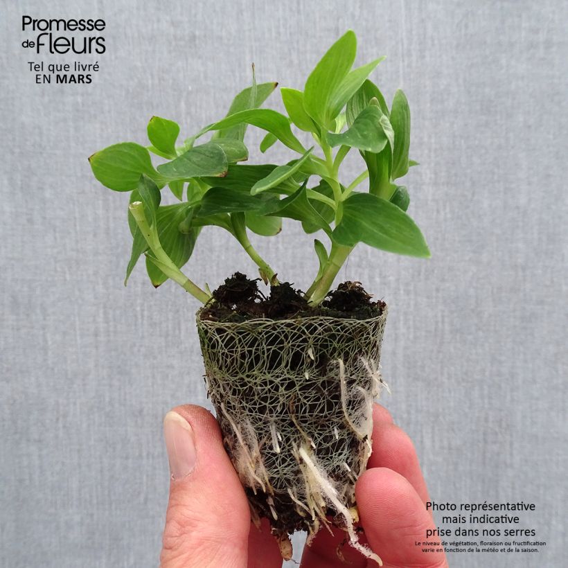 Alstroemeria Inticancha Navajo - Peruvian Lily Root ball 4cm x 4.5cm sample as delivered in spring