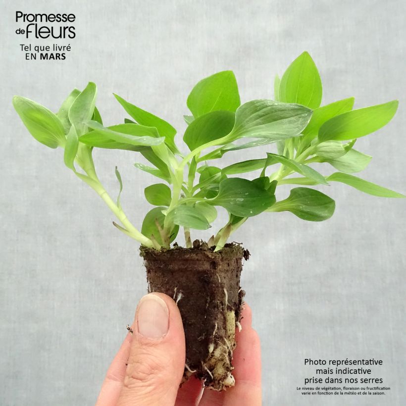 Alstroemeria Inticancha Sunday Root ball 4cm x 4.5cm sample as delivered in spring