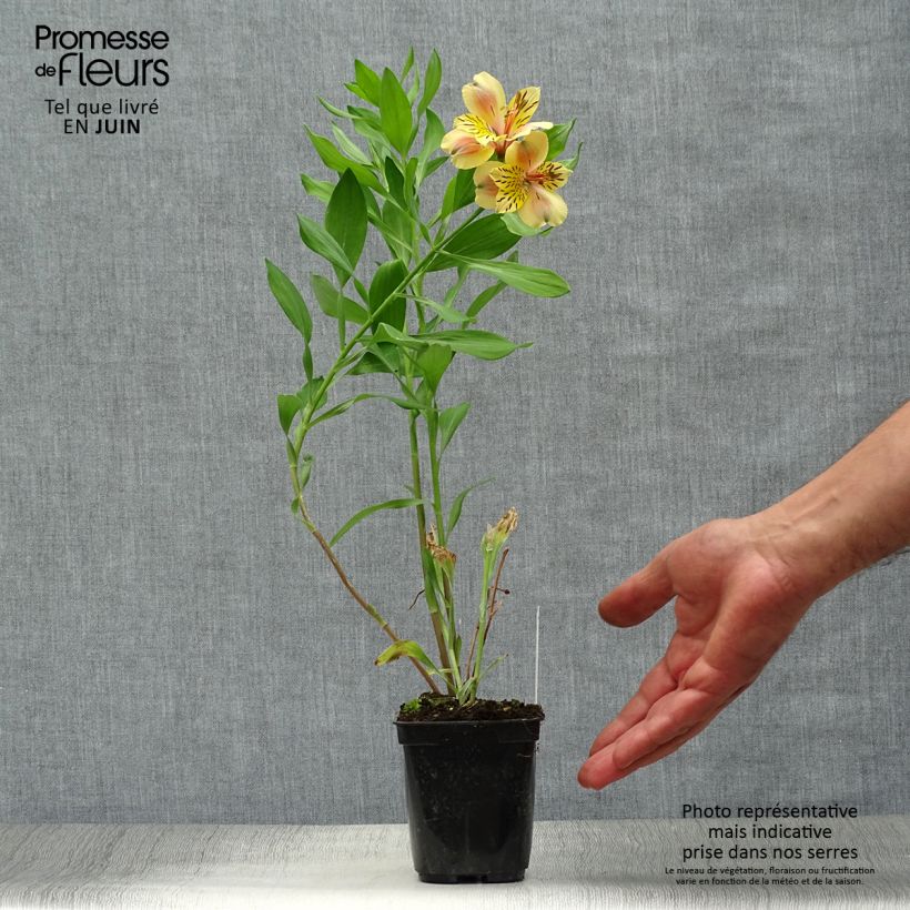 Alstroemeria  Majestic Layon 8/9 cm pot sample as delivered in summer