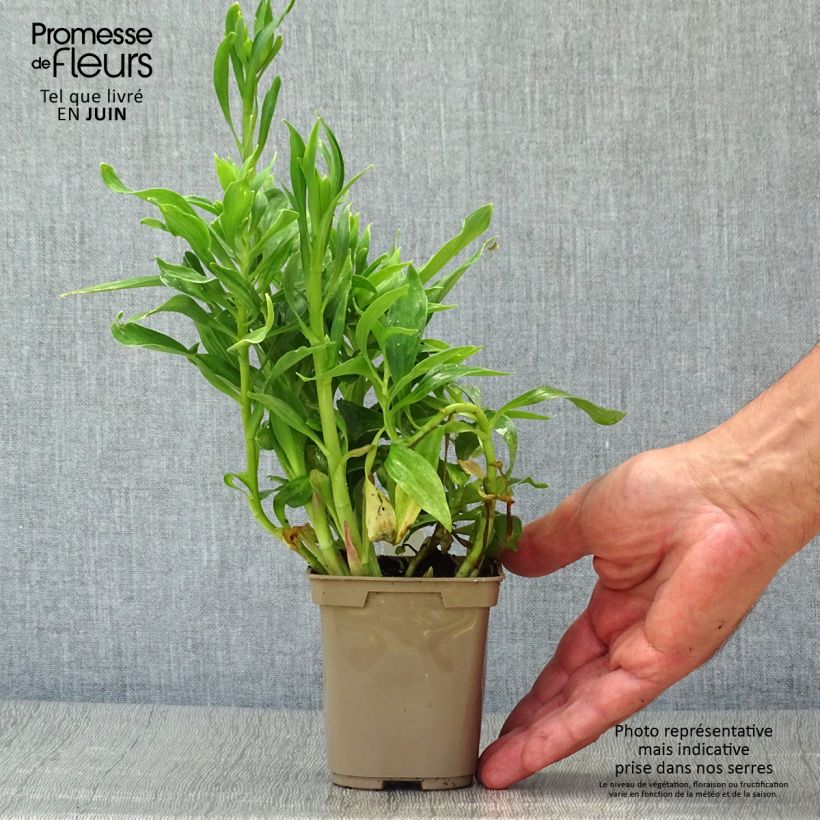 Alstroemeria Majestic Mazé 8/9 cm pot sample as delivered in summer