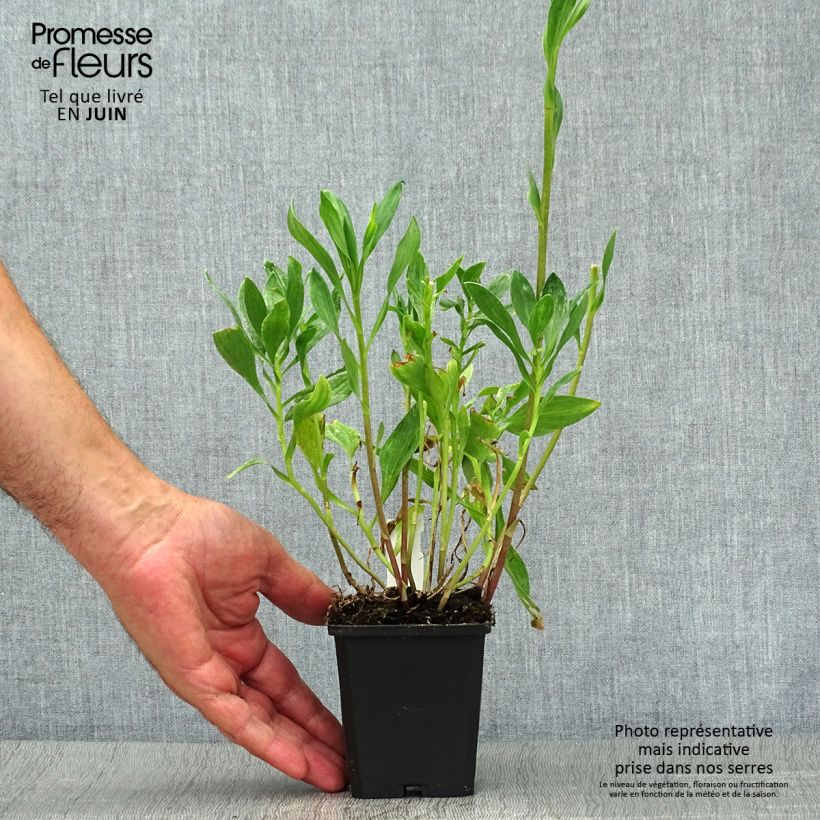 Alstroemeria Majestic Montsoreau 8/9 cm pot sample as delivered in summer