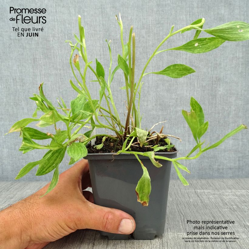 Alstroemeria Majestic Montsoreau 1L/1.5L pot sample as delivered in summer
