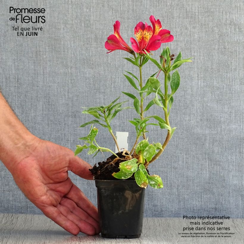 Alstroemeria Pitchounes Gaspard 8/9 cm pot sample as delivered in summer