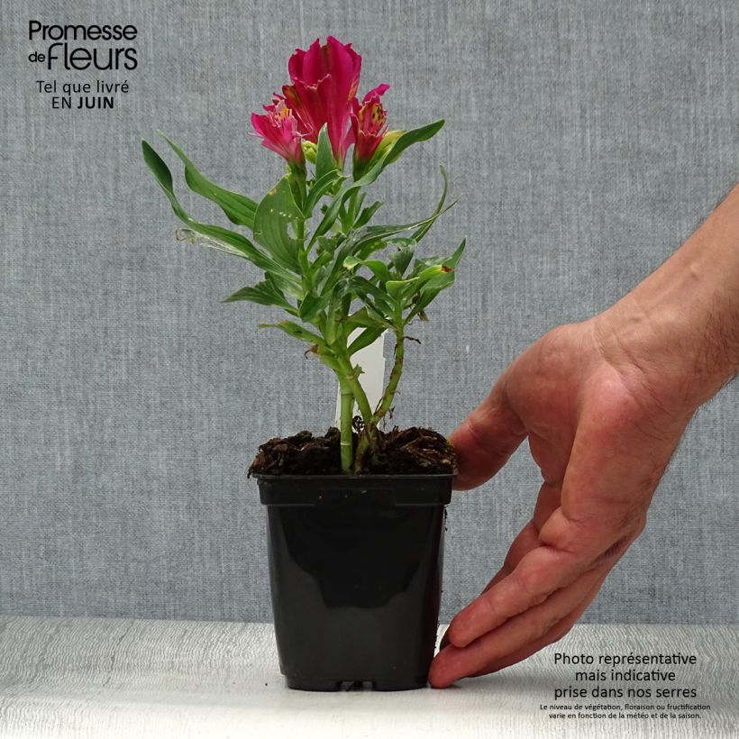 Alstroemeria Pitchounes Lola 8/9 cm pot sample as delivered in summer