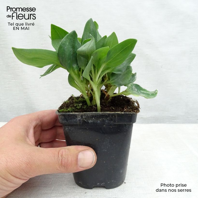 Alstroemeria Pitchounes Noah sample as delivered in spring