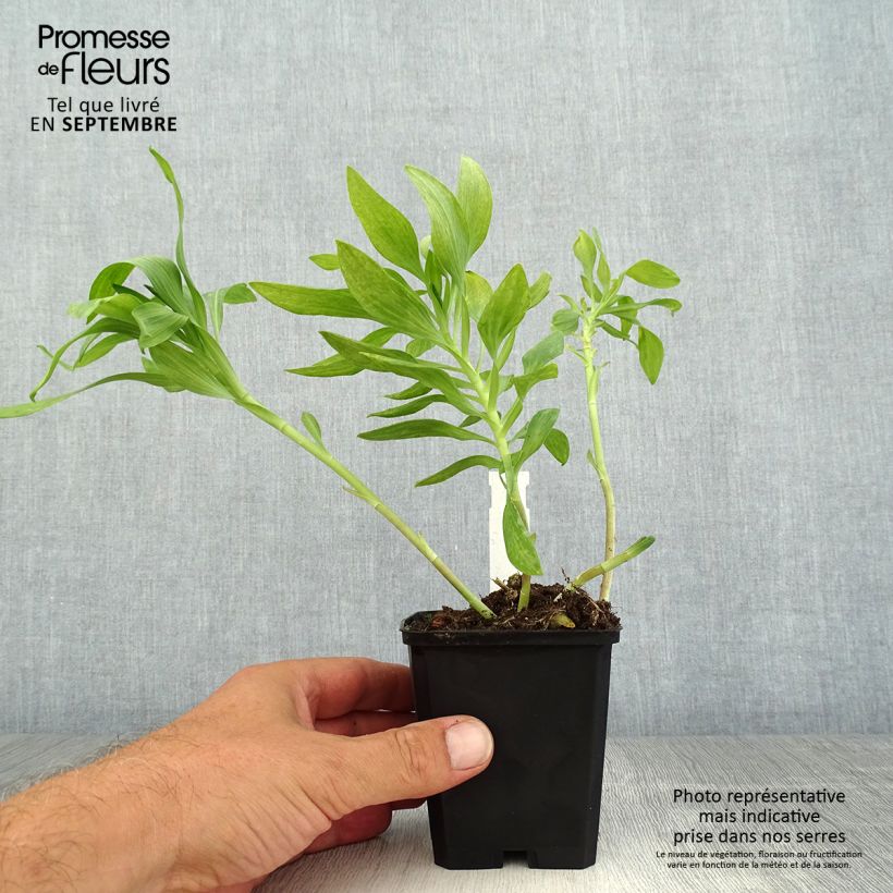 Alstroemeria Pitchounes Oceane 8/9 cm pot sample as delivered in summer
