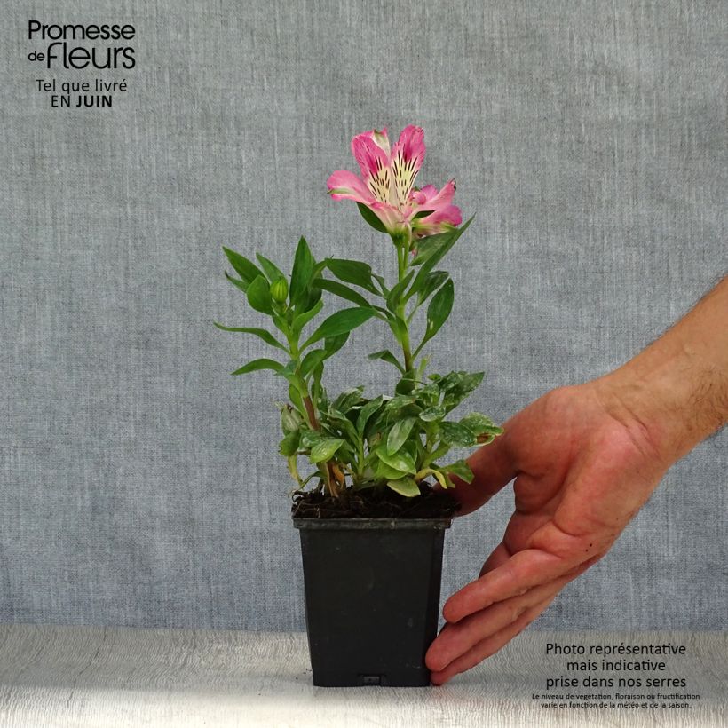 Alstroemeria Pitchounes Rosie 8/9 cm pot sample as delivered in summer