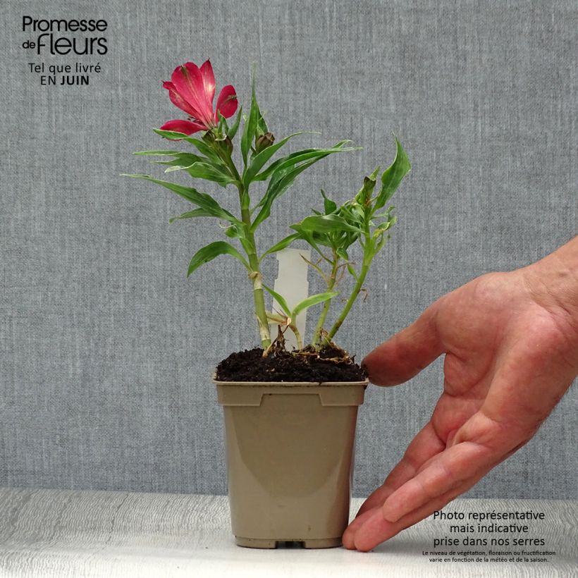 Alstroemeria Pitchounes Timoté 8/9 cm pot sample as delivered in summer