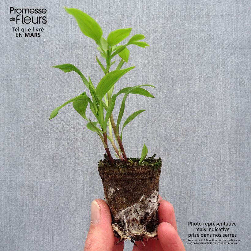 Alstroemeria Summer Paradise Summer Red Root ball 4cm x 4.5cm sample as delivered in spring