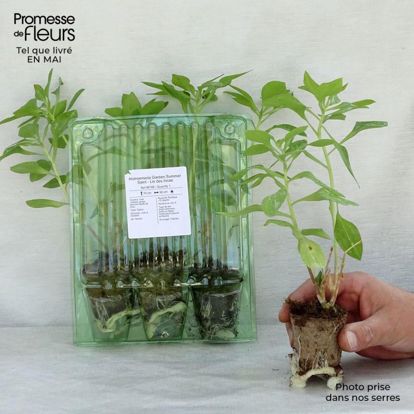 Alstroemeria Garden Summer Saint - Peruvian Lily Root ball 4cm x 4.5cm sample as delivered in spring