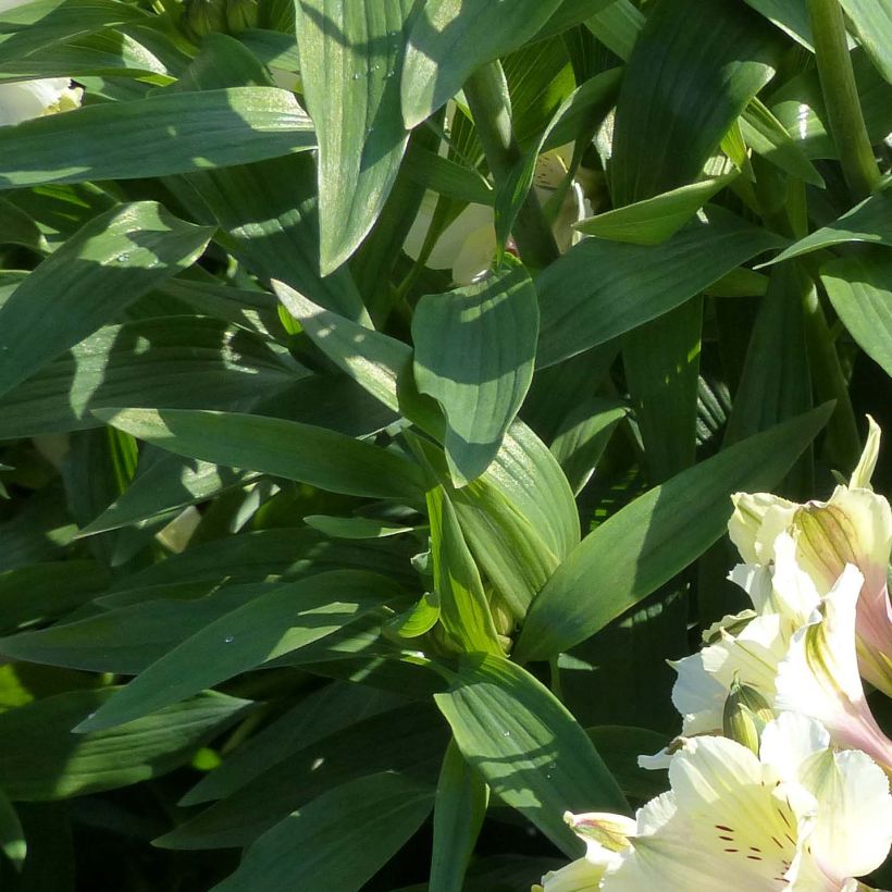 Alstroemeria Summer Snow (Foliage)