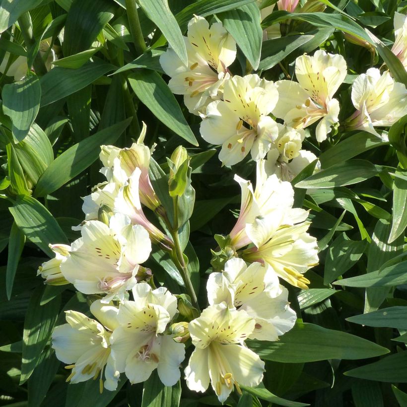 Alstroemeria Summer Snow (Flowering)