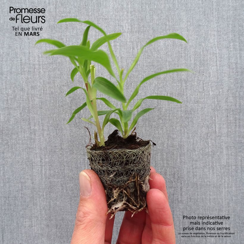 Alstroemeria Summer Snow Root ball 4cm x 4.5cm sample as delivered in spring