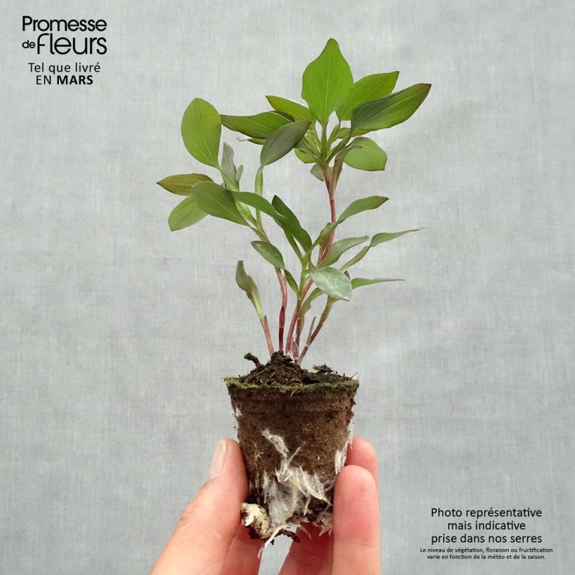 Alstroemeria Indian Summer Root ball 4cm x 4.5cm sample as delivered in spring