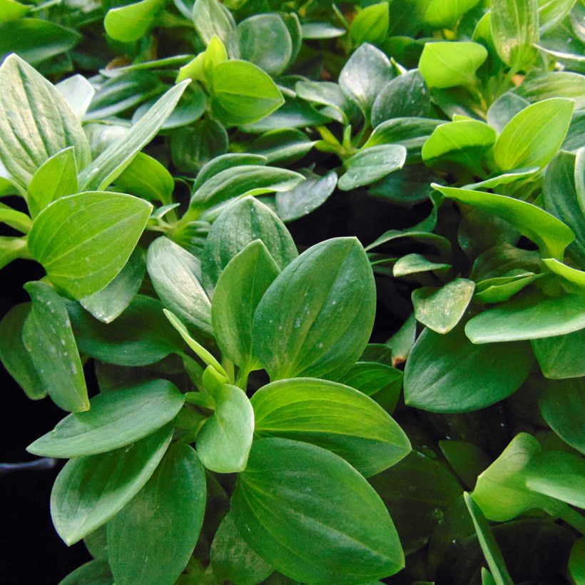 Alstroemeria Inticancha Cabana - Peruvian Lily (Foliage)