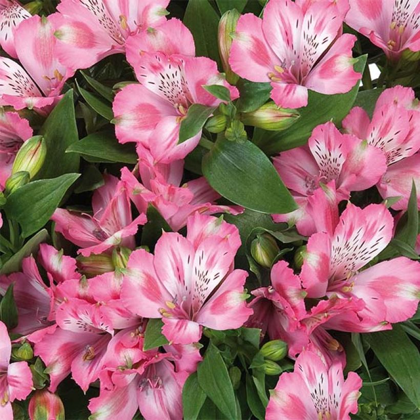 Alstroemeria Inticancha Imala (Flowering)