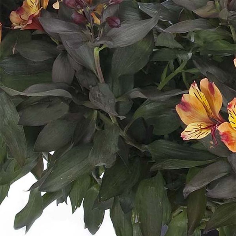 Alstroemeria Indian Summer (Foliage)
