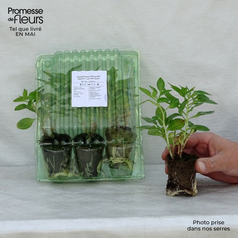Alstroemeria Inticancha Machu - Peruvian Lily Root ball 4cm x 4.5cm sample as delivered in spring