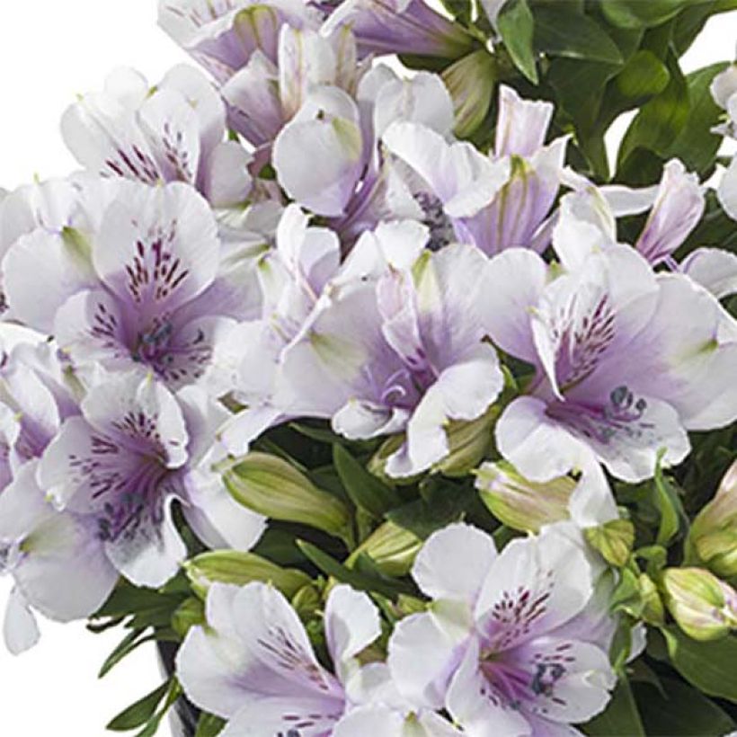 Alstroemeria Inticancha Moon (Flowering)