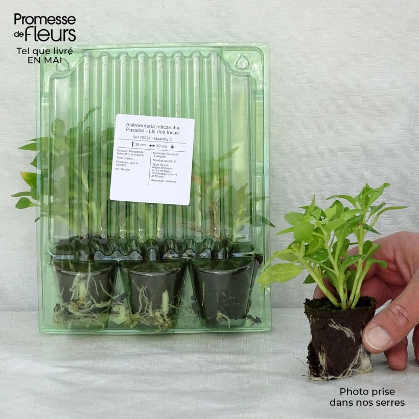 Alstroemeria Inticancha Passion Root ball 4cm x 4.5cm sample as delivered in spring