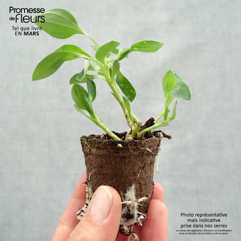 Alstroemeria Inticancha Valentino - Peruvian Lily Root ball 4cm x 4.5cm sample as delivered in spring