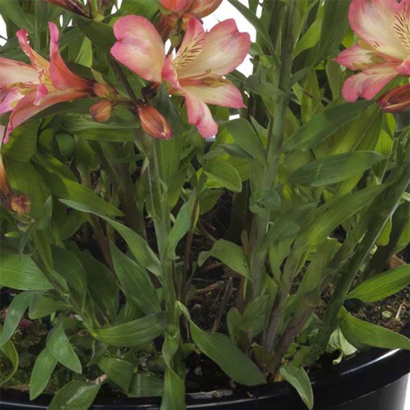 Alstroemeria Summer Paradise Summer Break (Foliage)