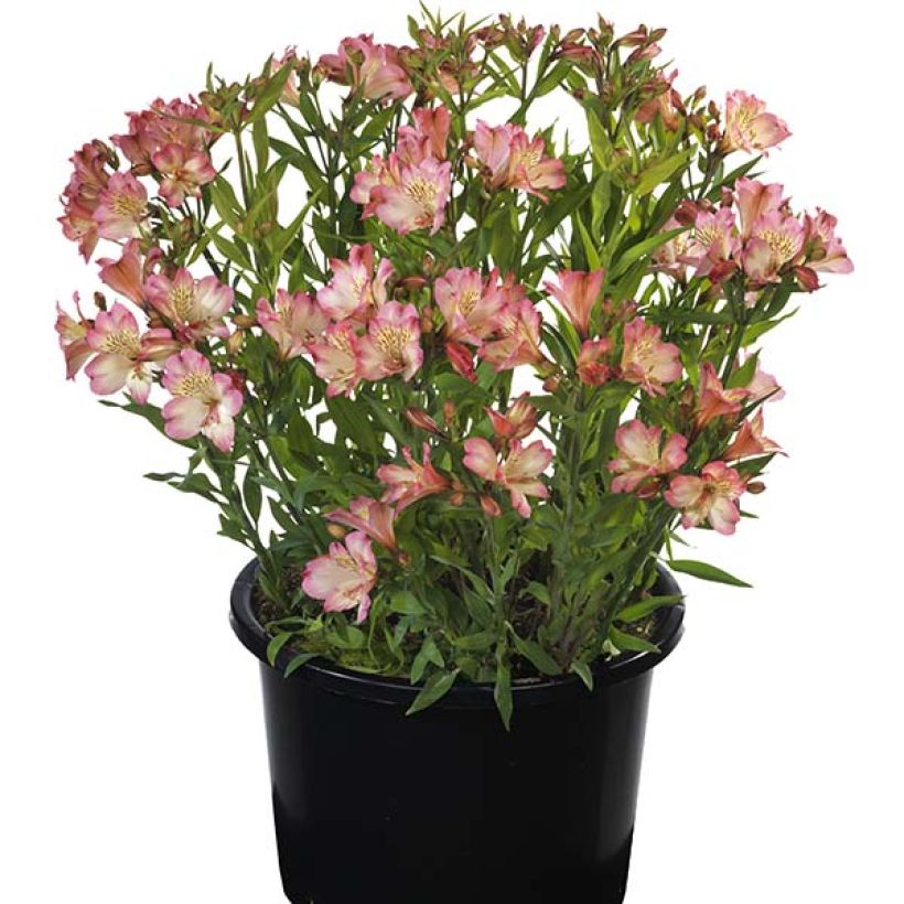 Alstroemeria Summer Paradise Summer Break (Plant habit)