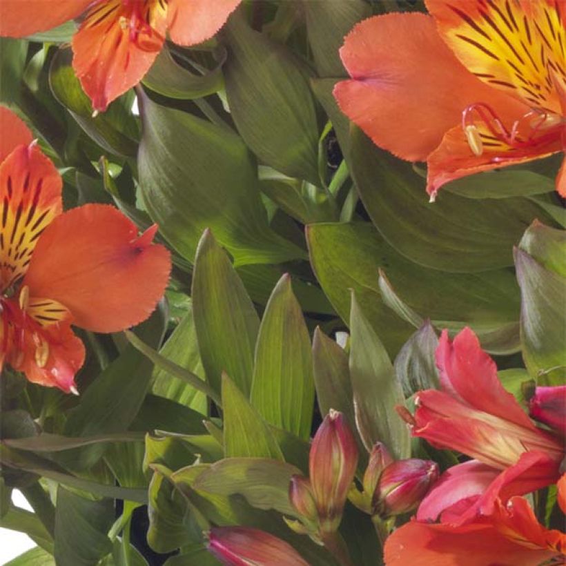 Alstroemeria Summer Paradise Holiday Valley (Foliage)