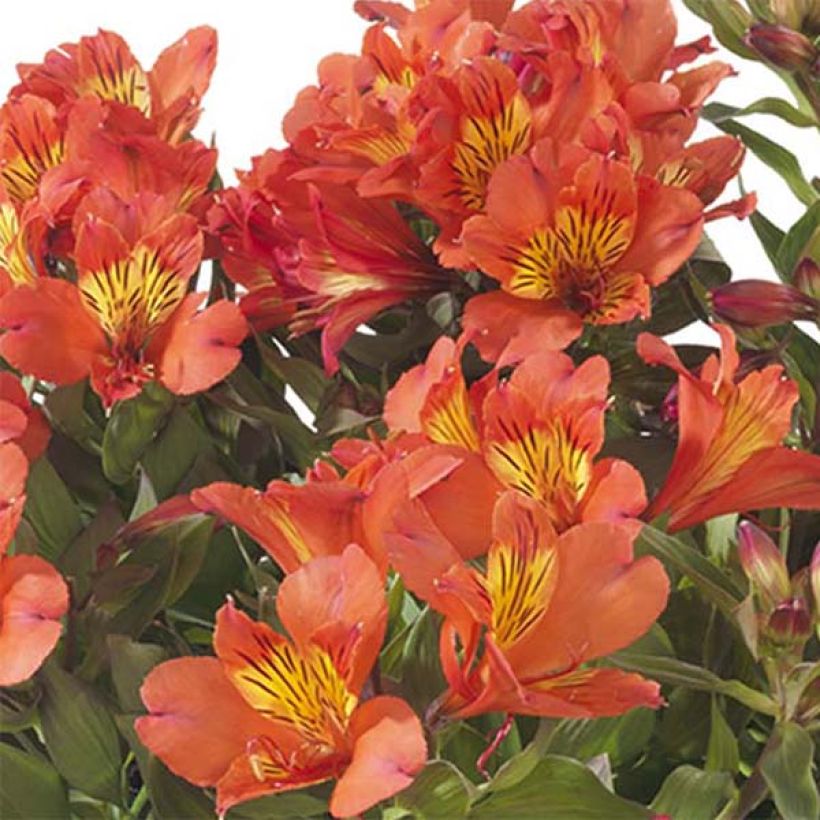 Alstroemeria Summer Paradise Holiday Valley (Flowering)