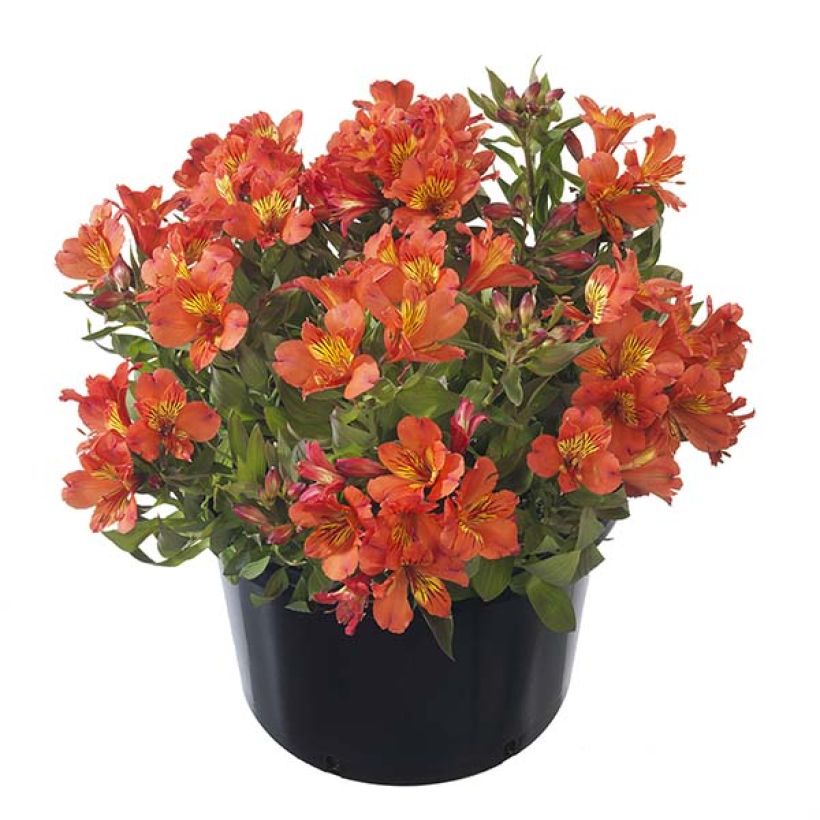 Alstroemeria Summer Paradise Holiday Valley (Plant habit)