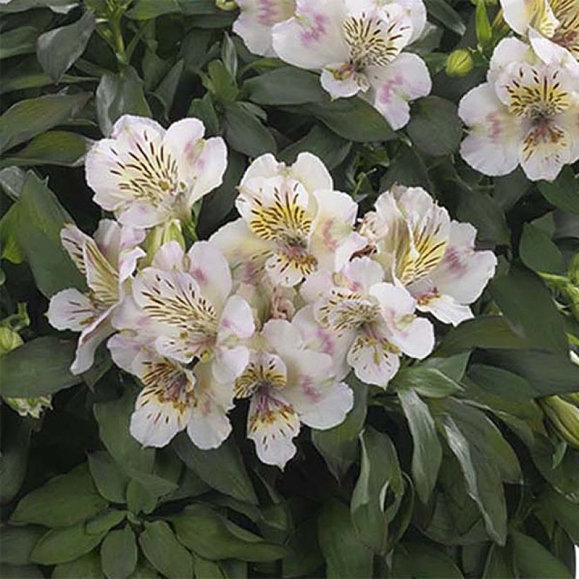 Alstroemeria Summer Paradise Summertime - Peruvian Lily (Flowering)