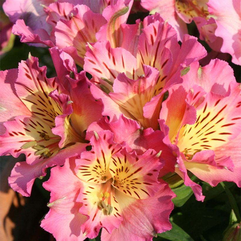 Alstroemeria Inticancha Sunday (Flowering)