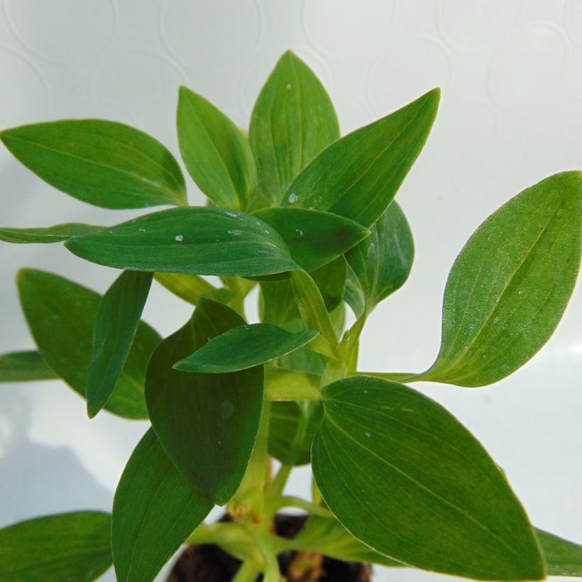 Alstroemeria Inticancha White Pink Blush - Peruvian Lily (Foliage)