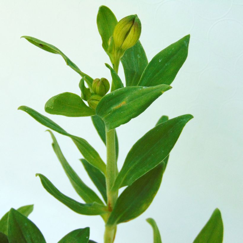 Alstroemeria Mars (Foliage)