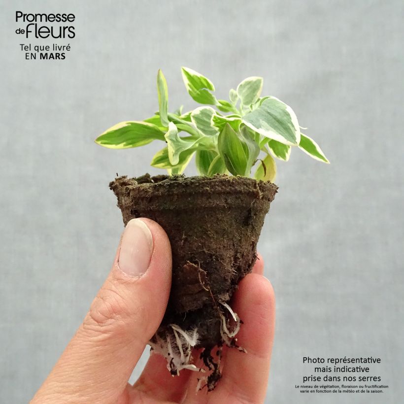 Alstroemeria Summer Paradise River Valley Root ball 4cm x 4.5cm sample as delivered in spring