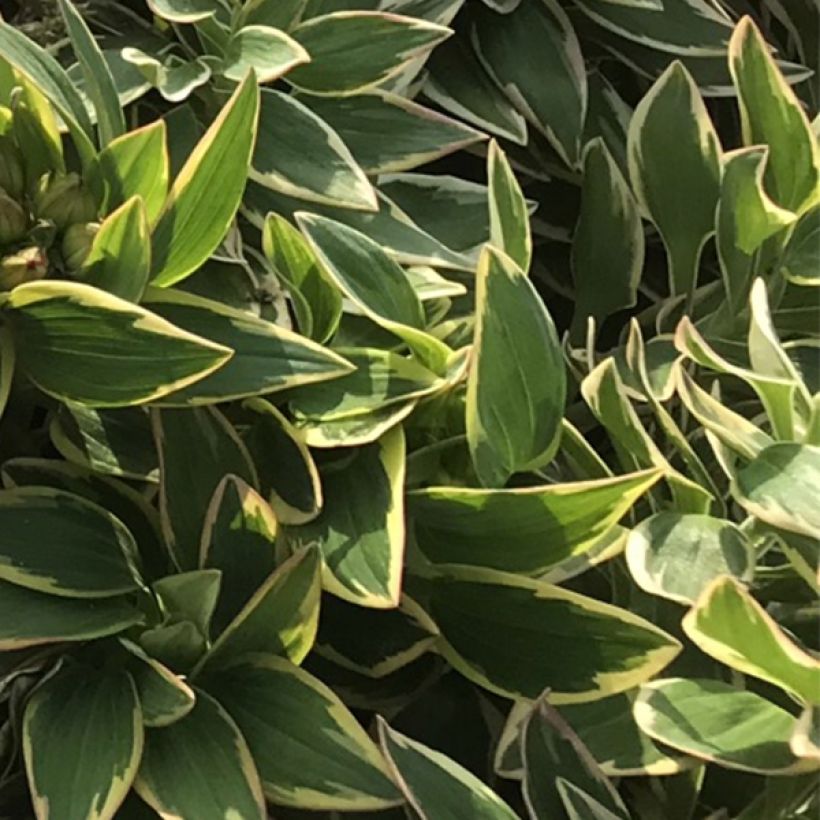 Alstroemeria Summer Paradise River Valley (Foliage)