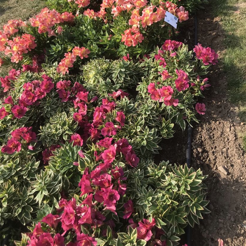 Alstroemeria Summer Paradise River Valley (Plant habit)