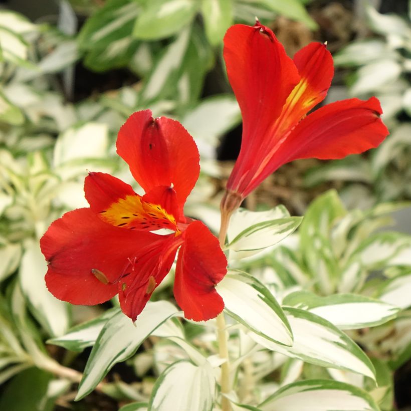 Alstroemeria Rock 'N' Roll - Peruvian Lily (Flowering)