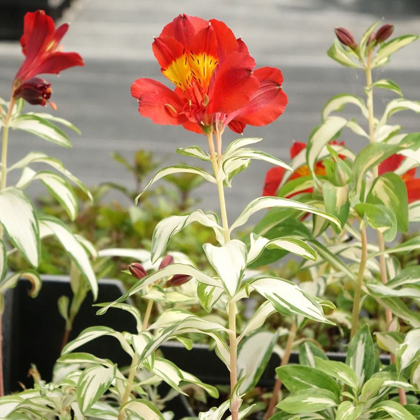 Alstroemeria Rock 'N' Roll - Peruvian Lily (Plant habit)