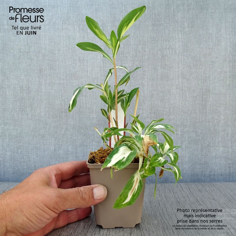 Alstroemeria Rock 'N' Roll - Peruvian Lily 8/9 cm pot sample as delivered in summer