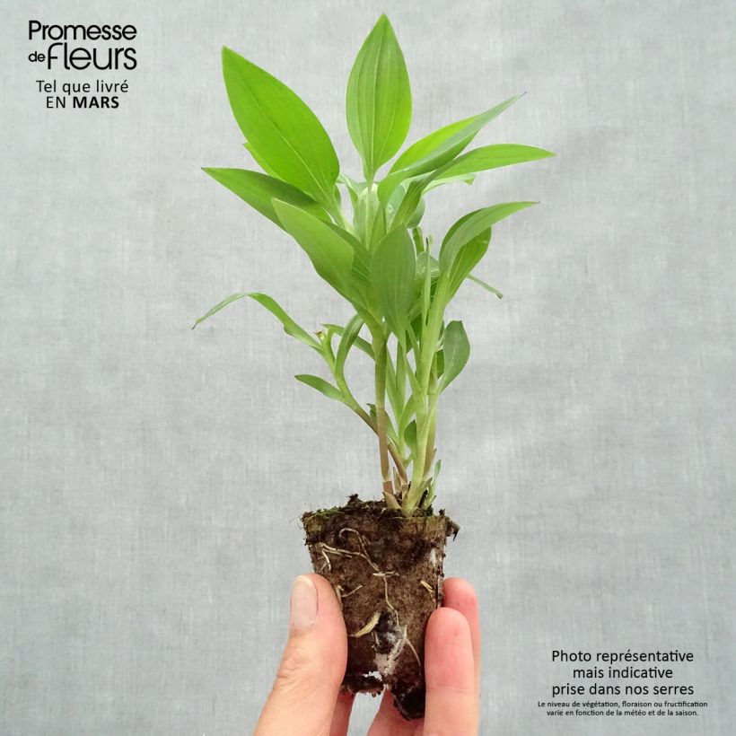 Alstroemeria Summer Paradise Summer Break Root ball 4cm x 4.5cm sample as delivered in spring