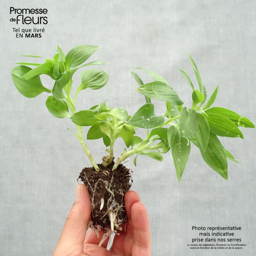 Alstroemeria Summer Paradise Summertime - Peruvian Lily Root ball 4cm x 4.5cm sample as delivered in spring