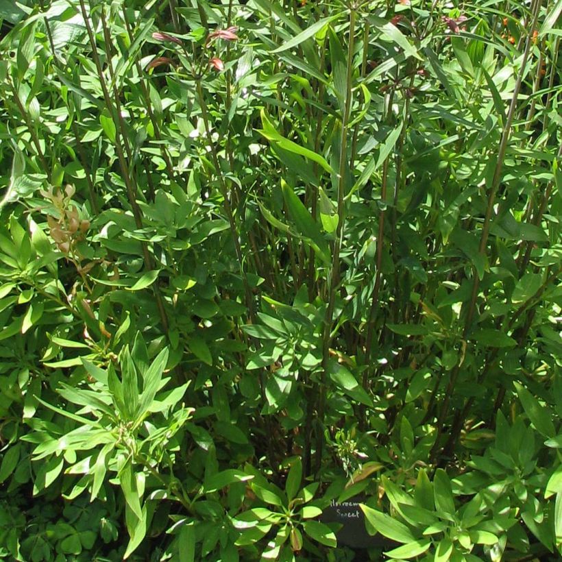 Alstroemeria Sweet Laura (Foliage)